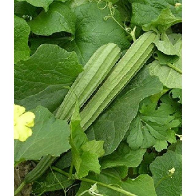 Hạt Giống Mướp Khía dể trồng f1-10 Hạt/tặng kèm gói phân bón lót