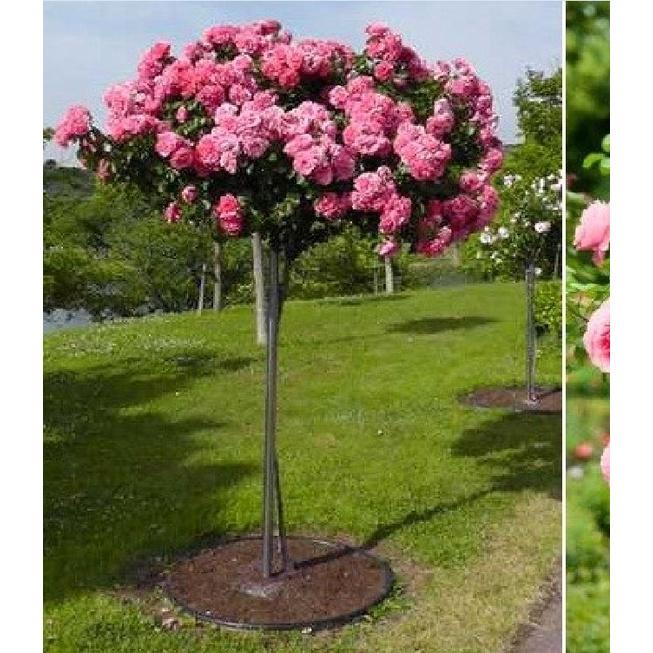 Hạt giống hoa hồng thân gỗ nhiều màu - gói 20 hạt