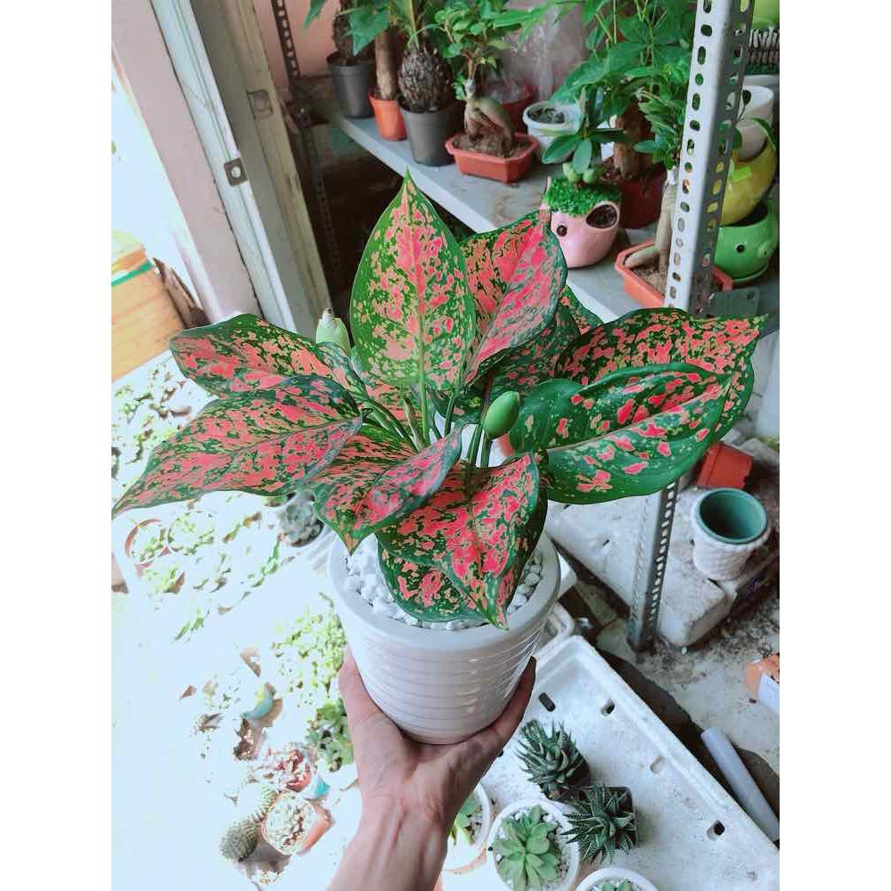 Chậu cây vạn lộc Bán Chạy