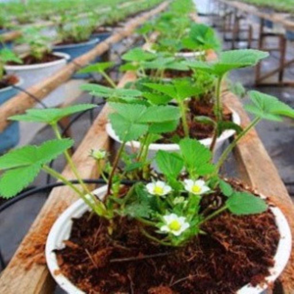 3 Viên nén mùn dừa trồng cây-Mùn dừa viên nén - 1 viên 500gram