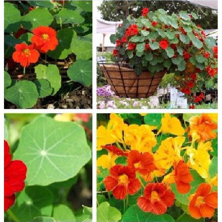 Hạt giống hoa sen cạn rũ mix màu-gói 15 hạt/tặng kèm gói kích mầm