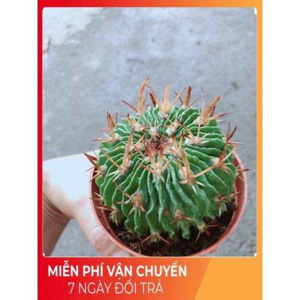 Xương Rồng Trúc Ngọc