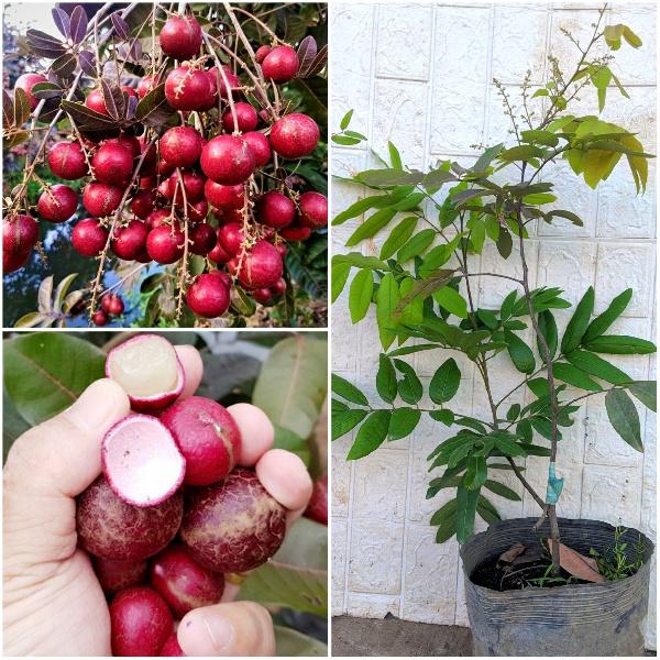 CÂY GIỐNG NHÃN TÍM