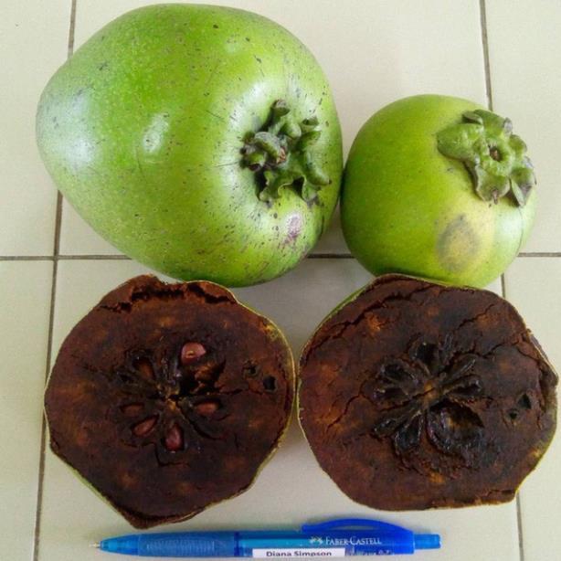 CÂY GIỐNG HỒNG ĐEN SOCOLA NHIỆT ĐỚI SIÊU NGON, CAM KẾT CHUẨN GIỐNG F1