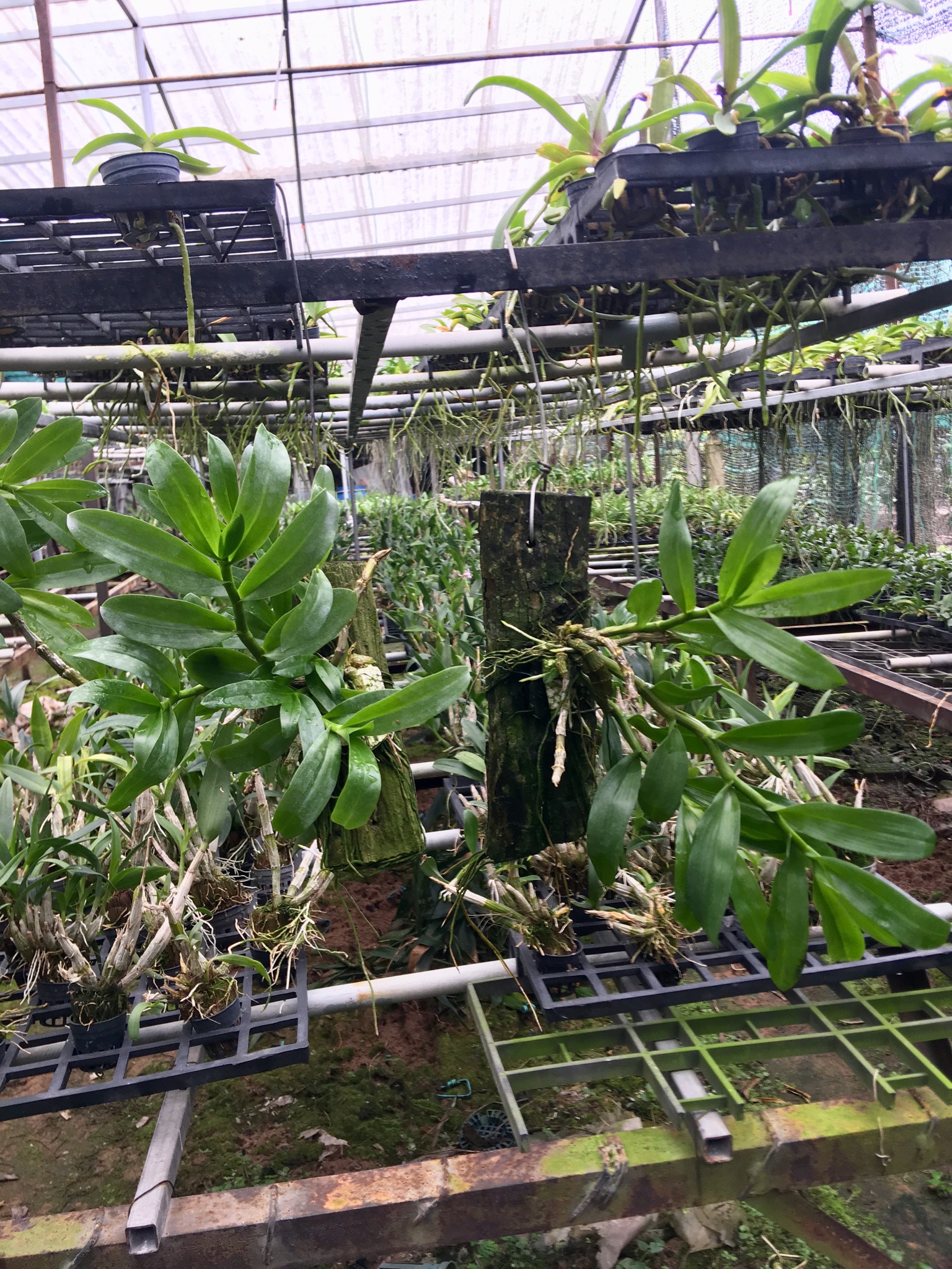 Trầm Hoa Tím Ghép Bảng Sẵn - Cây Đủ Tuổi Hoa