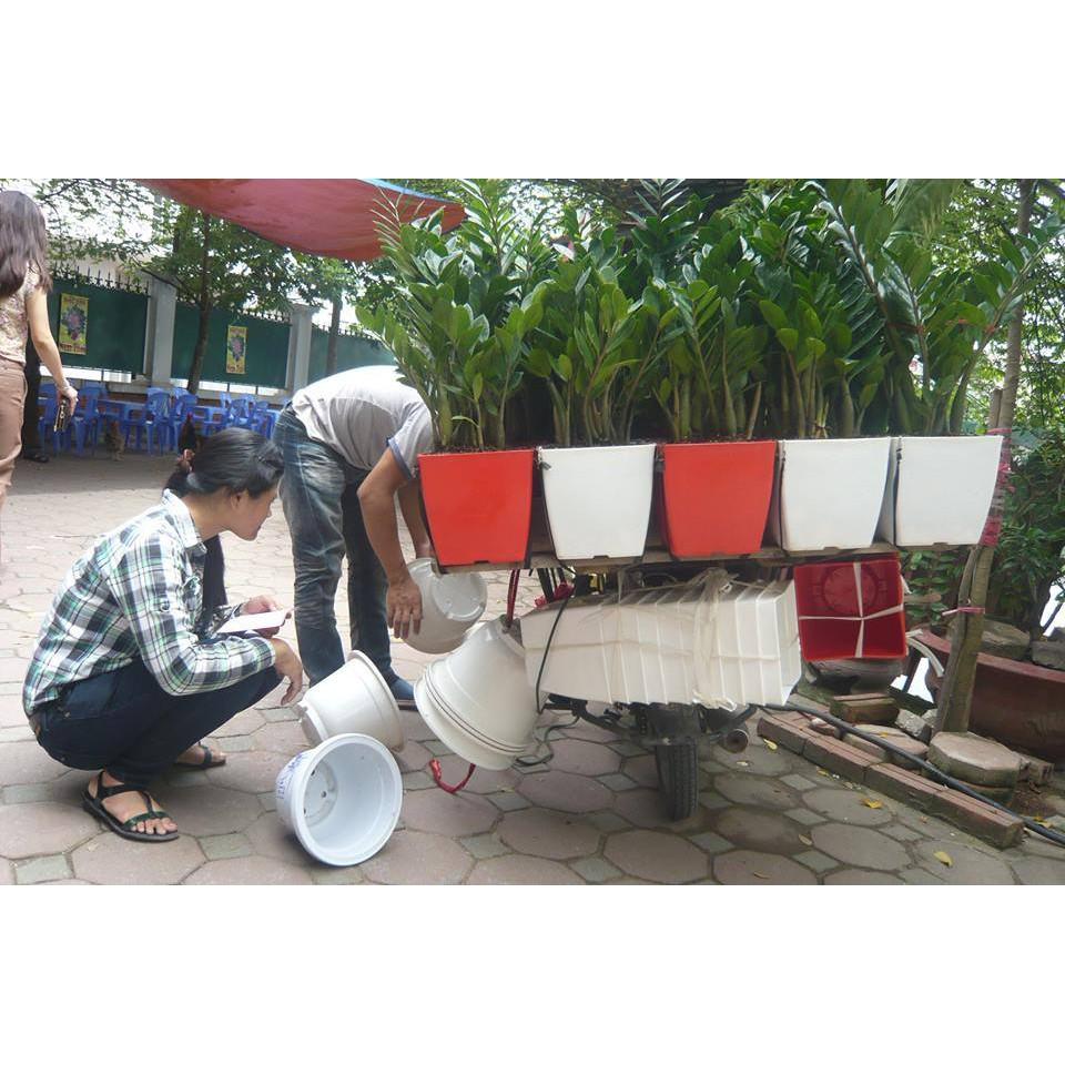 Chậu vuông v20