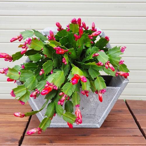 Chậu hoa treo tường độc đáo bằng đá ong xám tự nhiên 30x30x15cm