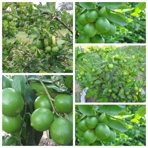 Cây GIỐNG Chanh giấy không hạt Limca.
