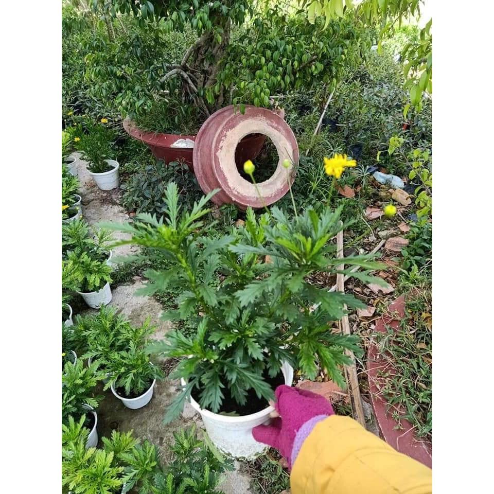 Cây hoa cúc thân gỗ