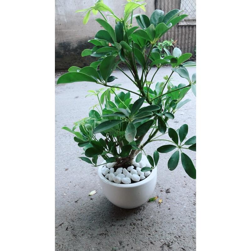 Chậu Cây Ngũ Gia Bì