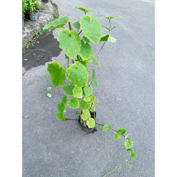 Cây Cát Đằng Lá Nhỏ