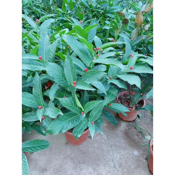 Cây Hoa Hải Đường