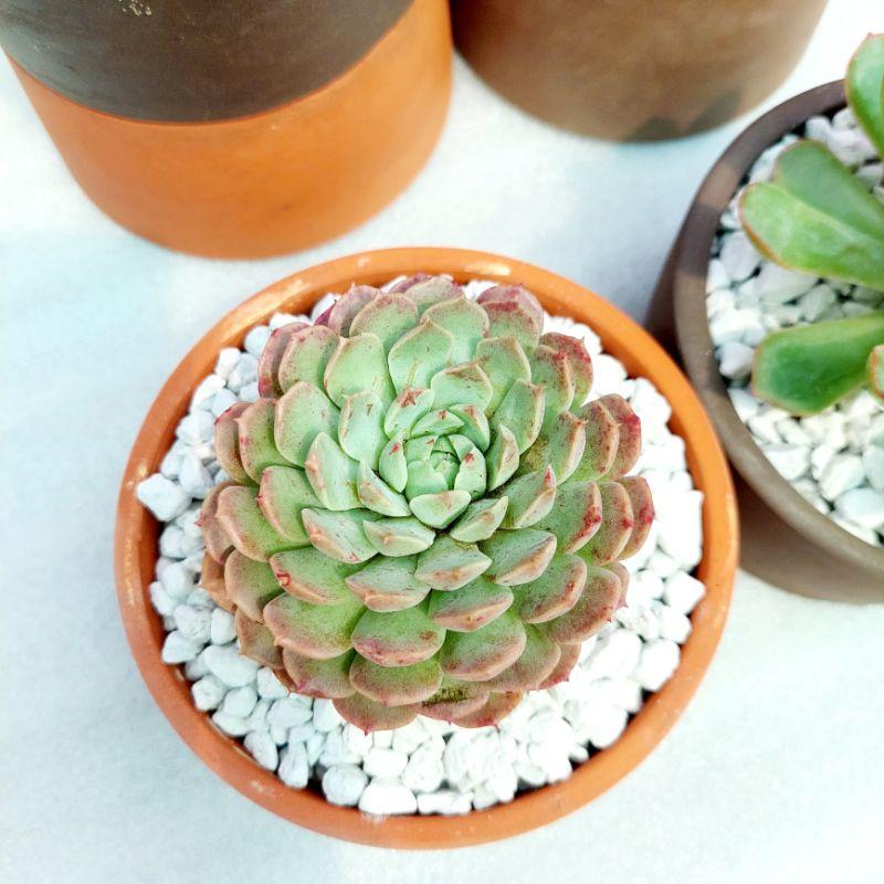 Chậu đất nung, chậu sen đá - Trụ 126, miệng chậu 12cm, chiều cao 6cm