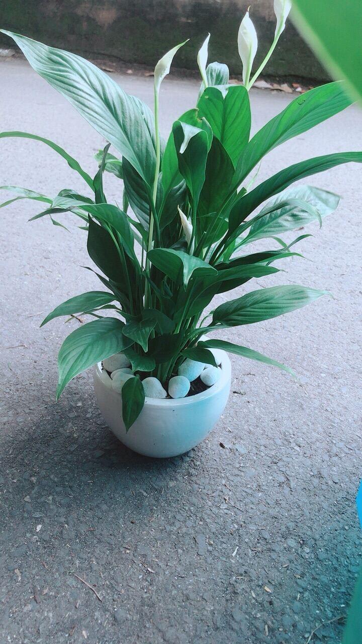 Chậu Cây Hoa Lan Ý