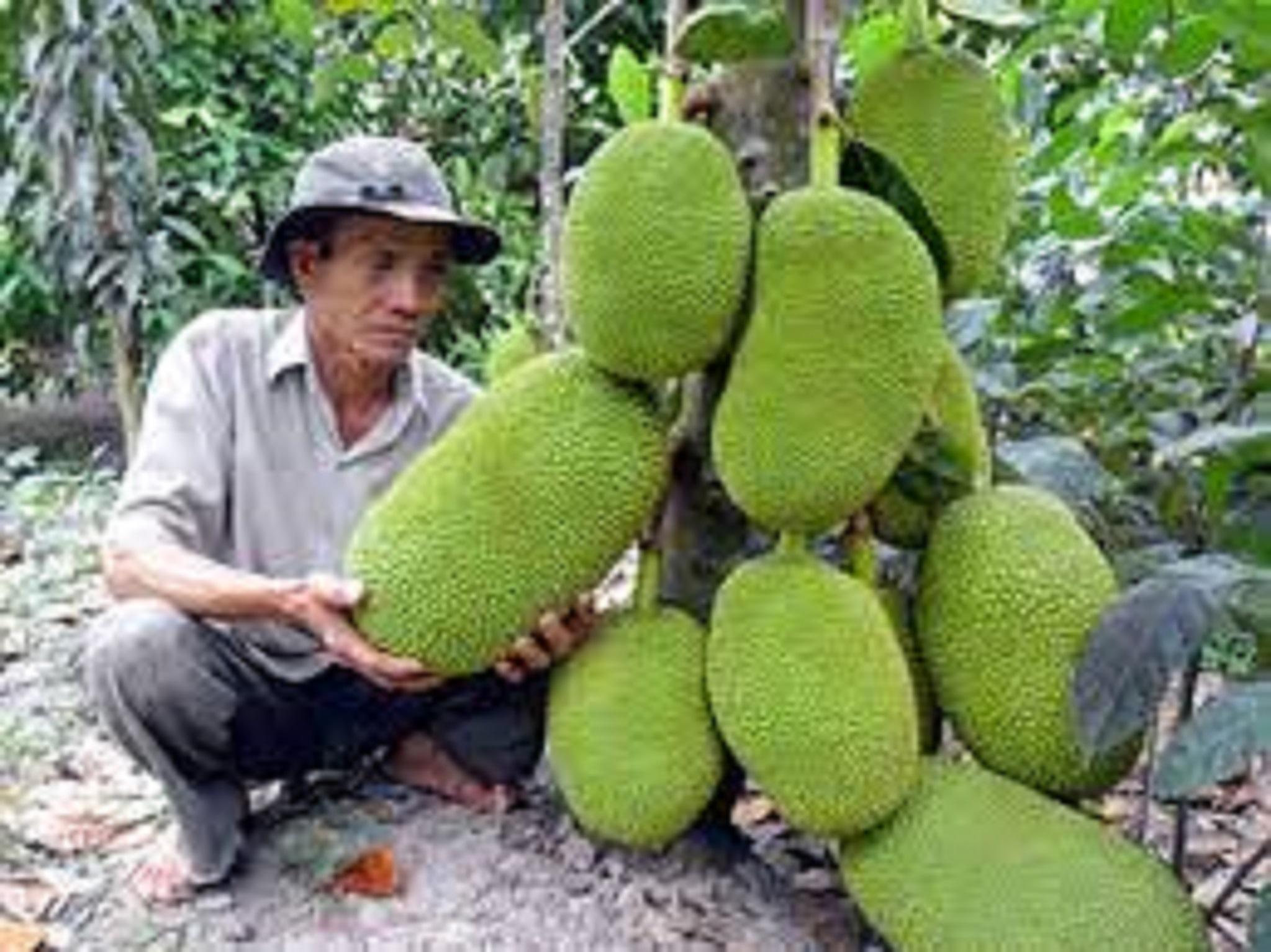 Cây giống mít Thái DA XANH 9 THÁNG ra trái múi giòn ngọt năng suất cao