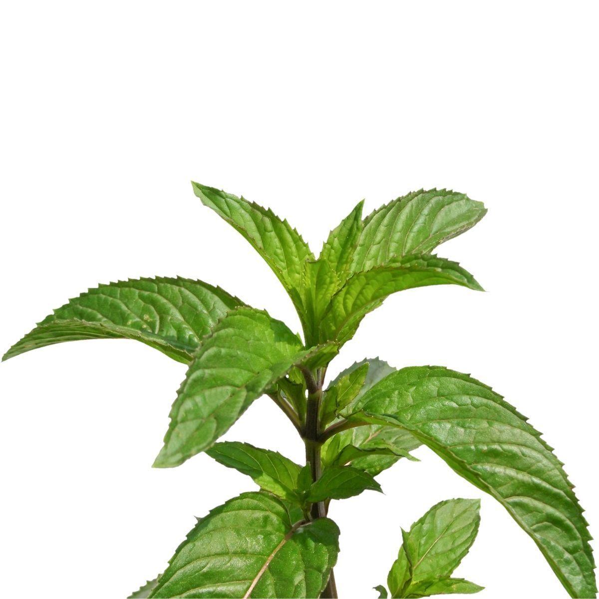 Hạt Giống Bạc Hà Âu Peppermint