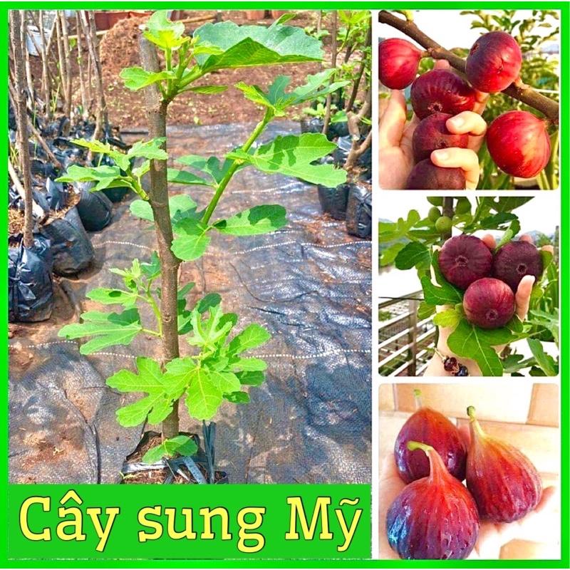 CÂY GIỐNG SUNG MỸ SIÊU TRÁI VỊ NGỌT QUẢ TO 6 THÁNG RA QUẢ ( ảnh thật hình cuối)