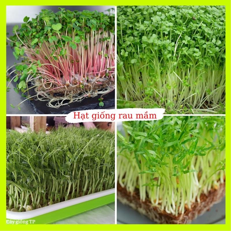 Hạt giống rau mầm các loại thu hoạch sau 7-10 ngày gieo.