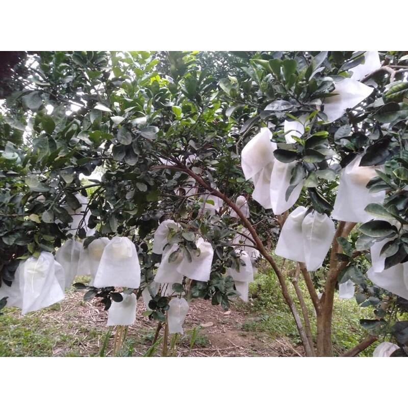 1 bọc trái na, bưởi , xoài , nho vải không dệt cỡ 25x30