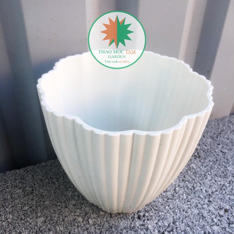 10 Chậu Hoa Mai 15x13cm – Chậu nhựa trắng dày đẹp, trồng cây trồng hoa trang trí