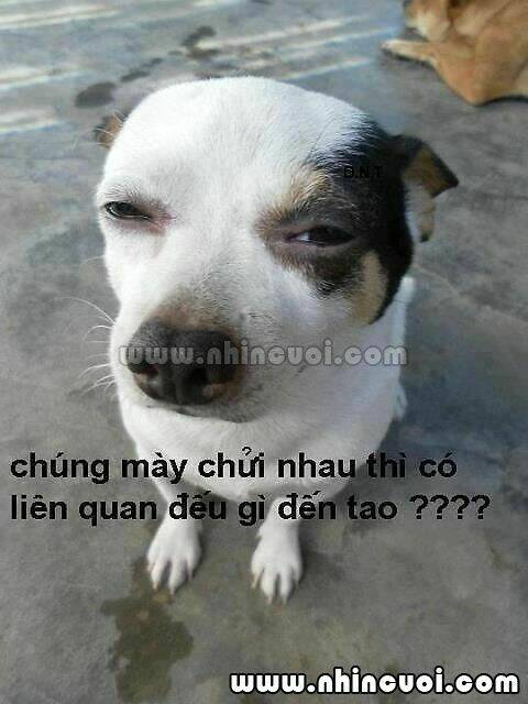 hình ảnh hài hước new chapter 7 3