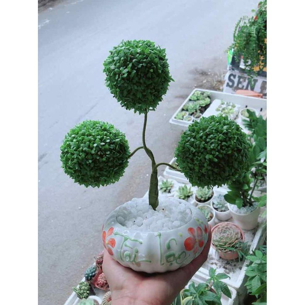 Chậu cây may mắn Bán Chạy