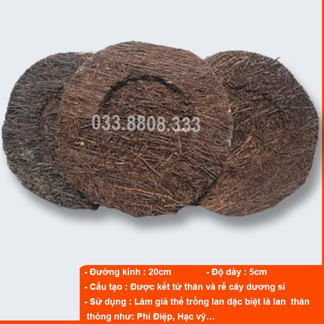 5 Dớn Đĩa Ghép Lan - đường kính khoảng 20cm, dày 5cm
