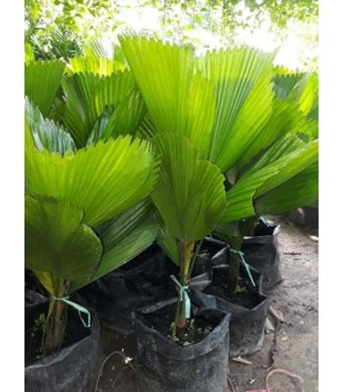 Cây cọ cảnh, giống cọ cảnh, cây to tán rộng gốc đẹp
