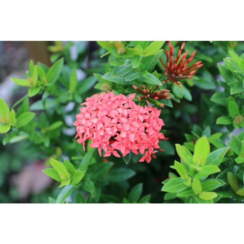 Cây MẪU ĐƠN HỒNG MỸ lá NHỎ, Cây như hình, đang hoa cực đẹp, gửi nguyện chậu to