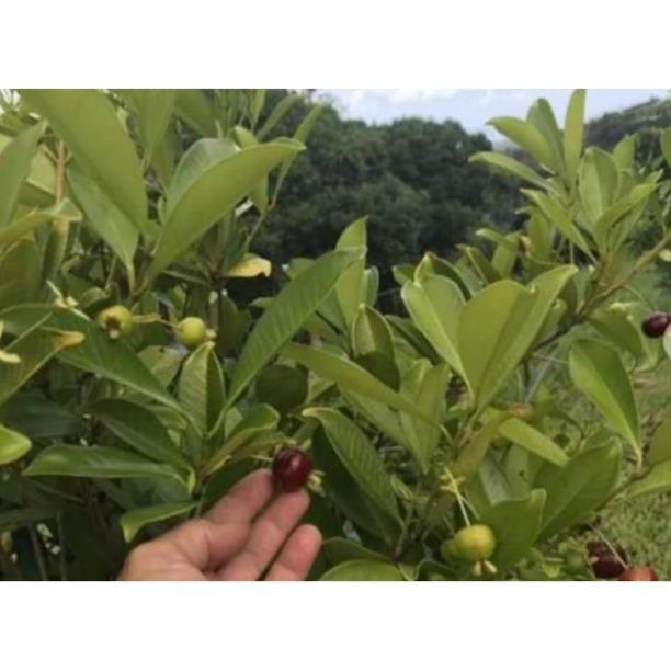Sản phẩm CÂY GIỐNG CHERRY BRAZIL