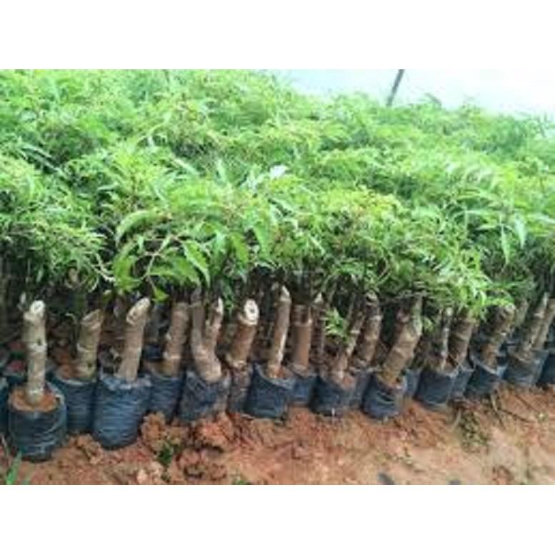 GIỐNG CÂY ĐINH LĂNG ta lá nhỏ