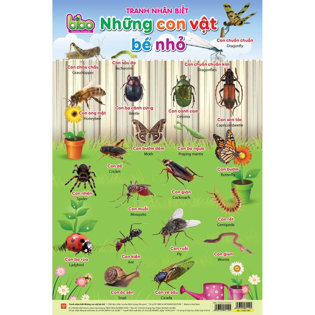 Bộ tranh nhận biết 12 chủ đề BIBO