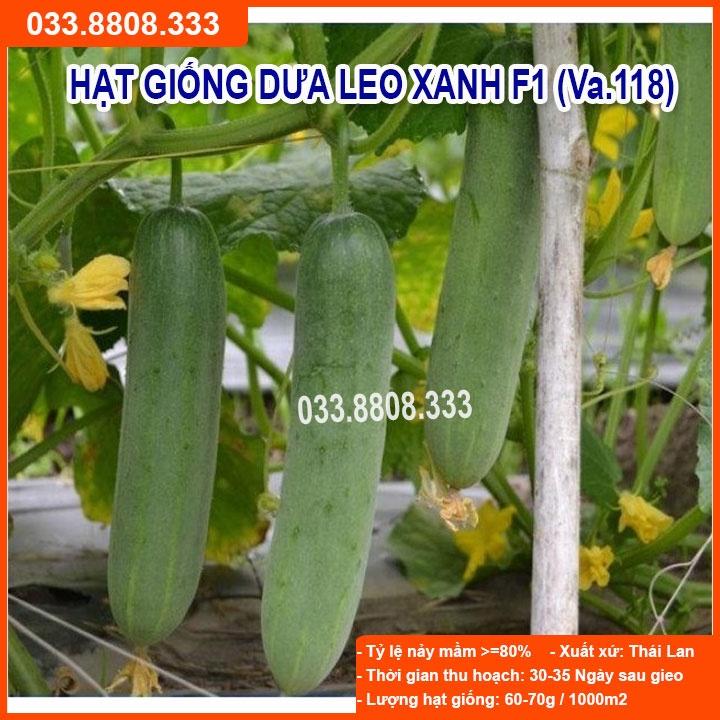 Hạt Giống Dưa Leo Xanh F1 10gram-Dưa Quả Đẹp