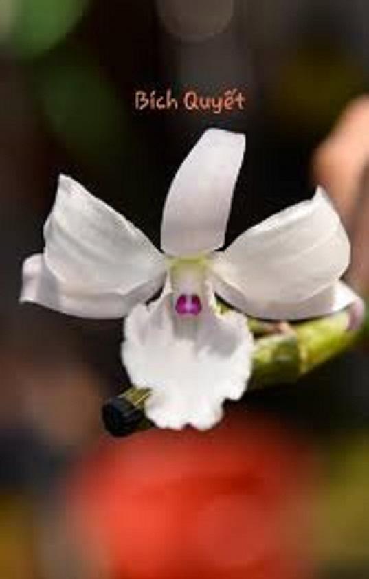 Phi điệp đột biến HỒNG BÍCH QUYẾT chuẩn giống cam kết chất lượng