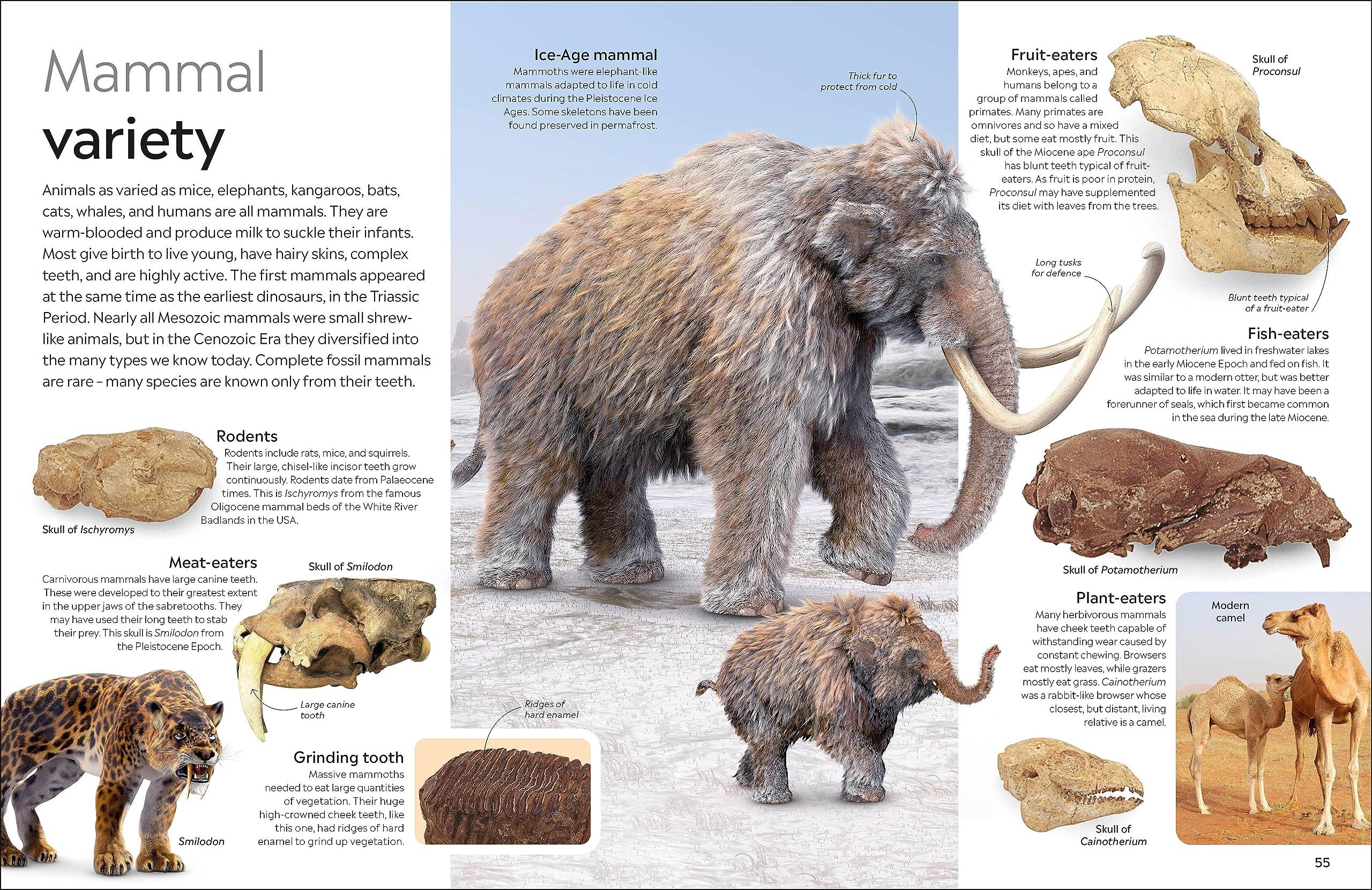 Sách ngoại văn: Eyewitness - Fossil