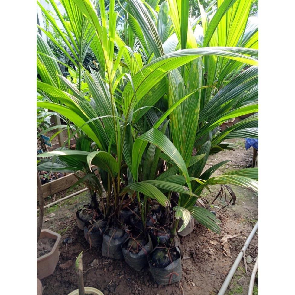 Dừa xiêm xanh dễ trồng nhanh ra quả