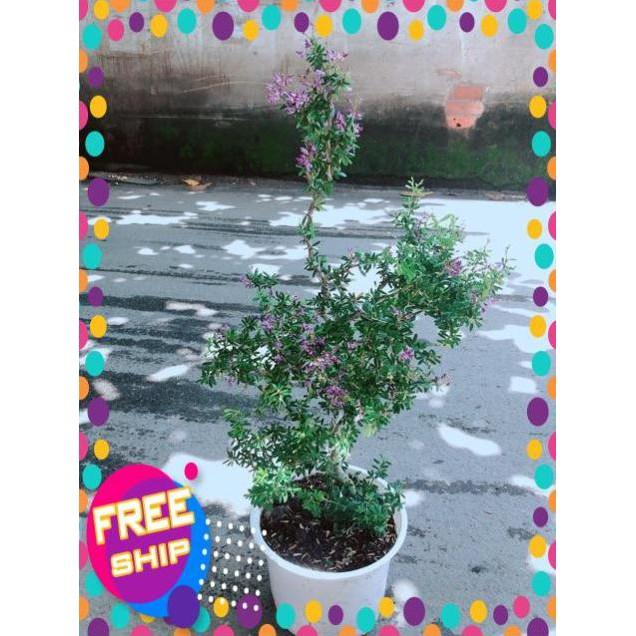 Linh Sam Size Lớn