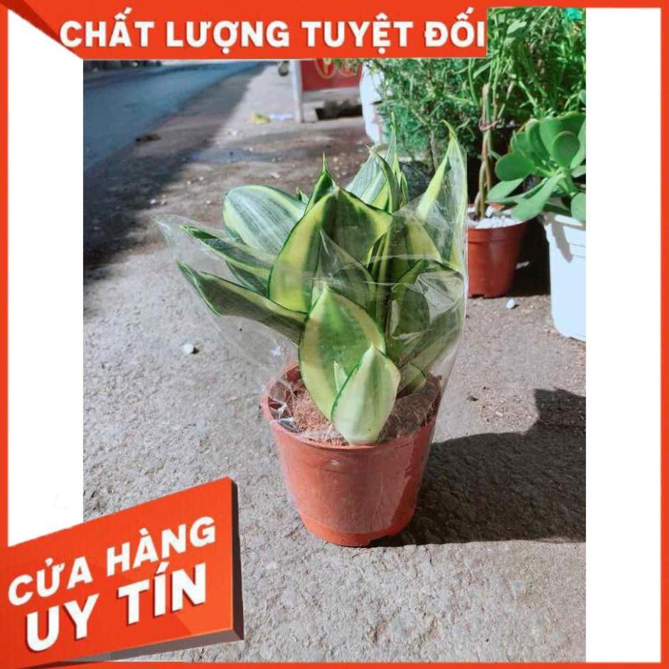 Lưỡi Hổ Thái Vàng Nhiều Người Mua