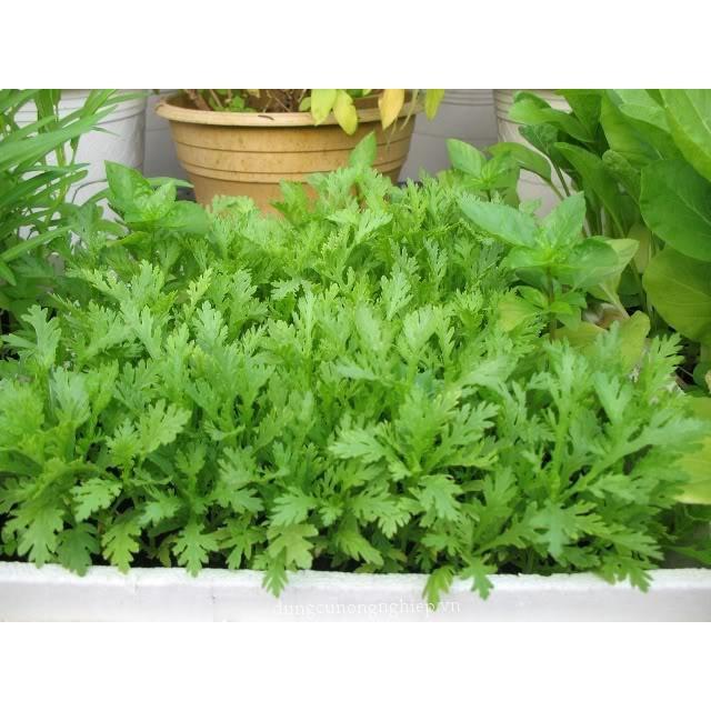 Hạt Giống Rau Tần Ô Lá Tròn - 1kg/gói