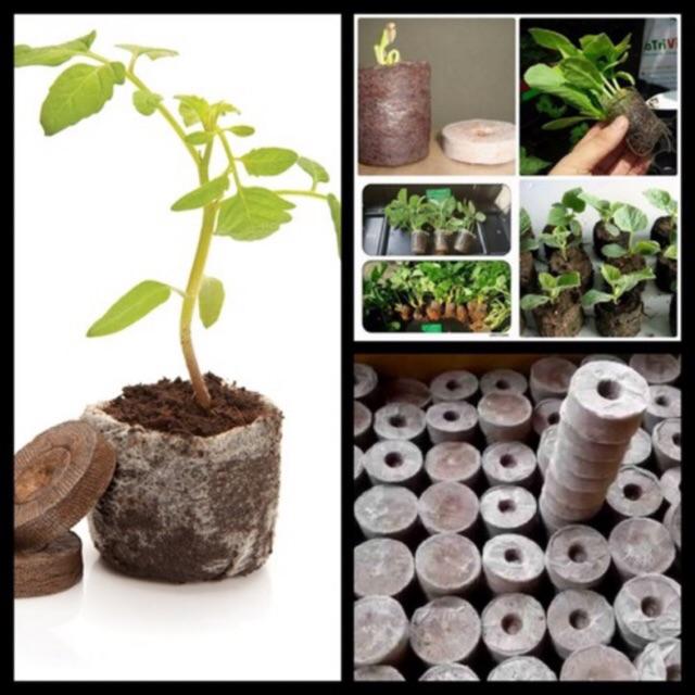 50 Viên Nén Xơ Dừa Ươm hạt giống