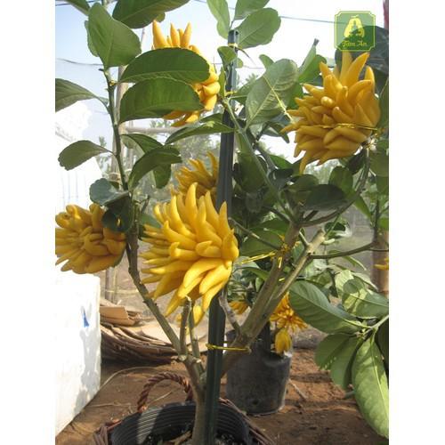 CÂY GIỐNG PHẬT THỦ SIÊU QUẢ SIÊU KINH TẾ-CAM KẾT GIỐNG CHUẨN F1 - CGCPTSQSKT
