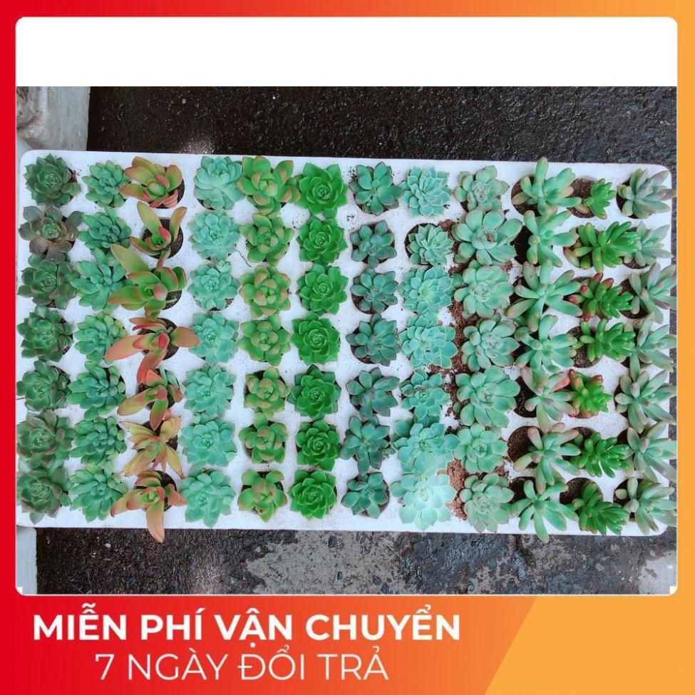 Combo 12 cây sen vỉ