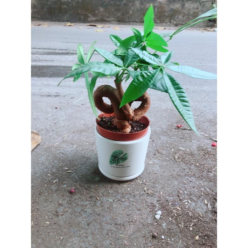 Chậu Cây Kim Ngân Nơ