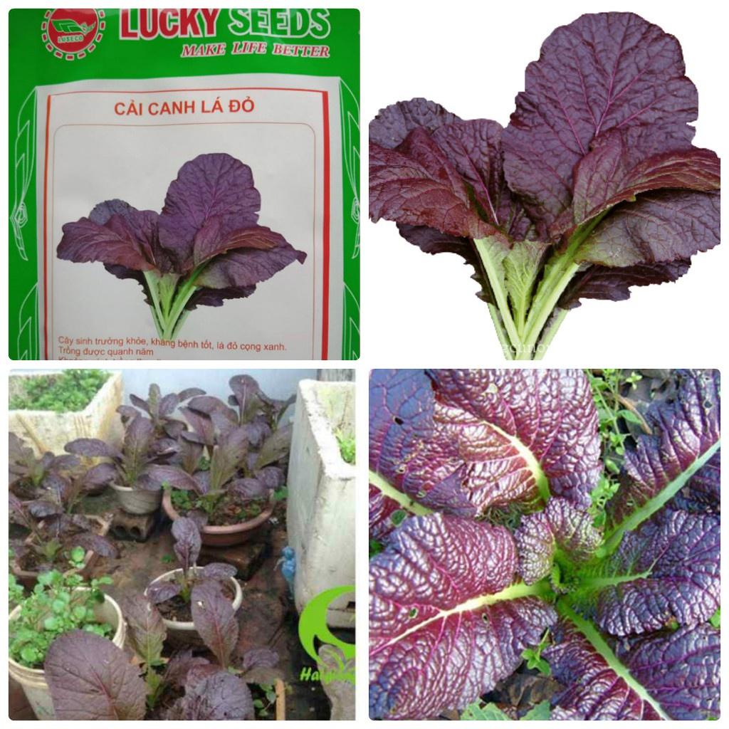 Combo 2 gói hạt giống rau cải canh lá đỏ f1-gói 10gram/tặng kèm gói phân bón lót