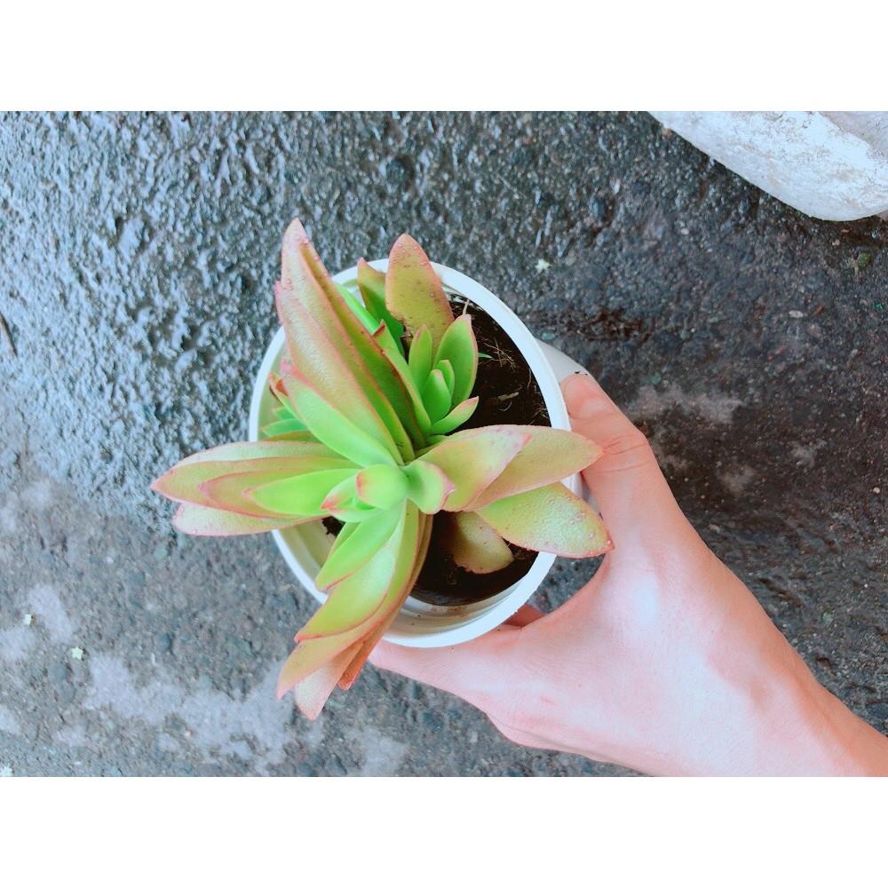 Sen Đá Tứ Phương