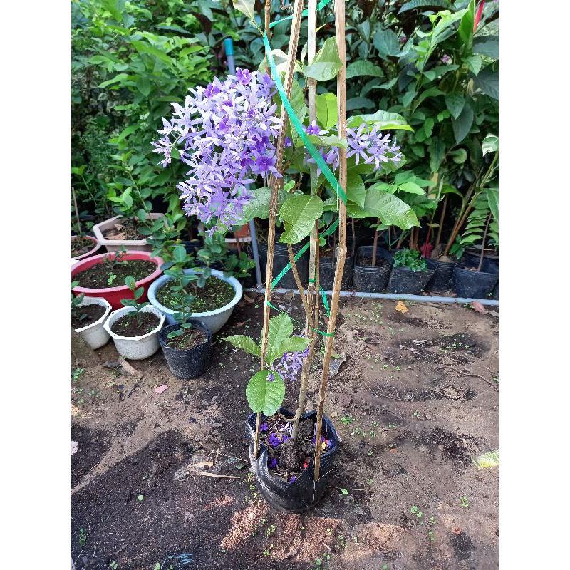 Cây hoa mai xanh thái