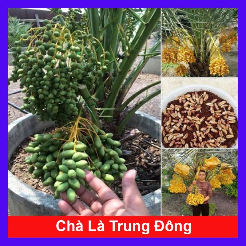 Cây Chà Là Trung Đông (Cây cao 30 - 40cm) + tặng phân bón cho cây mau lớn