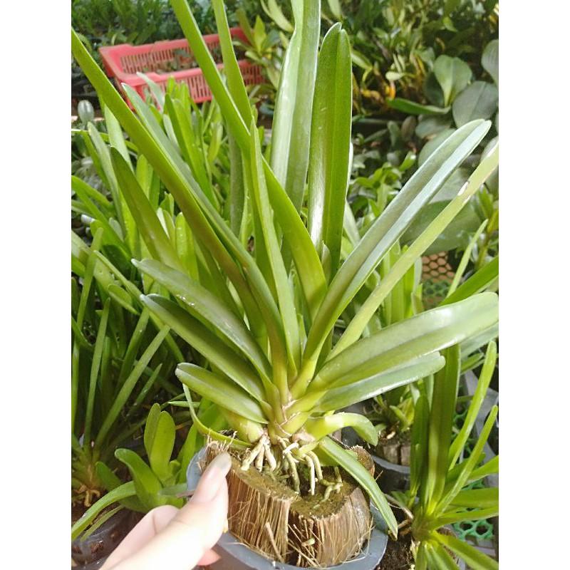 Hoa phong lan kiếm lùn thái