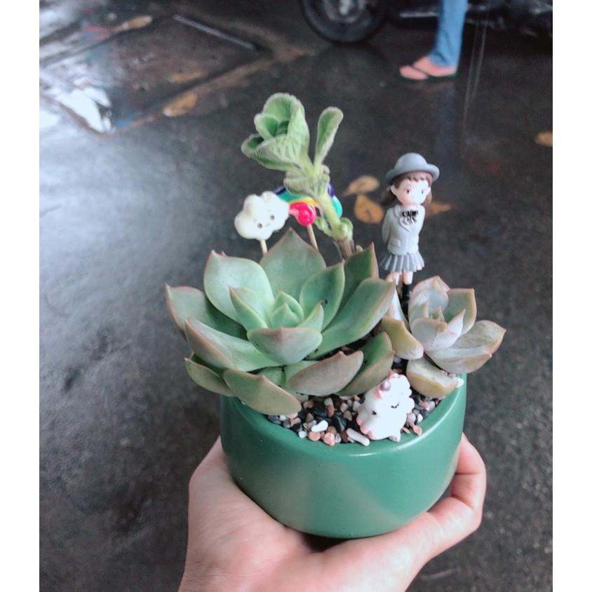 Chậu sen đá tiểu cảnh 3