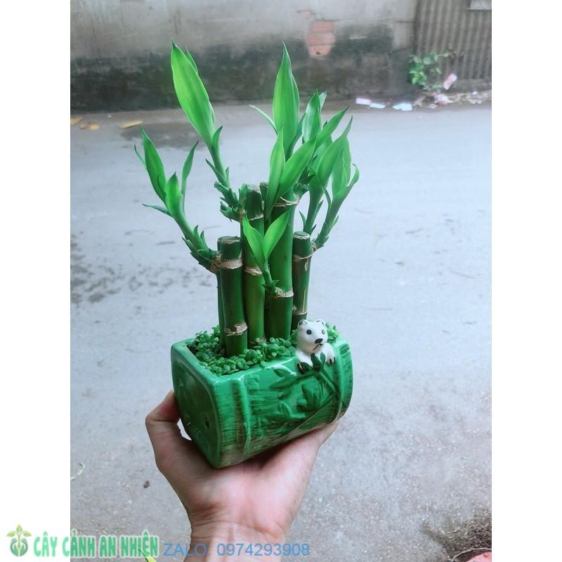 Chậu Trúc Phát Tài